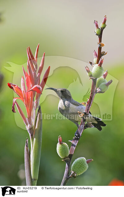 Nektarvogel / sunbird / HJ-03219