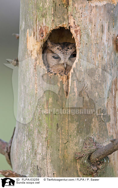 Sunda scops owl / FLPA-03259