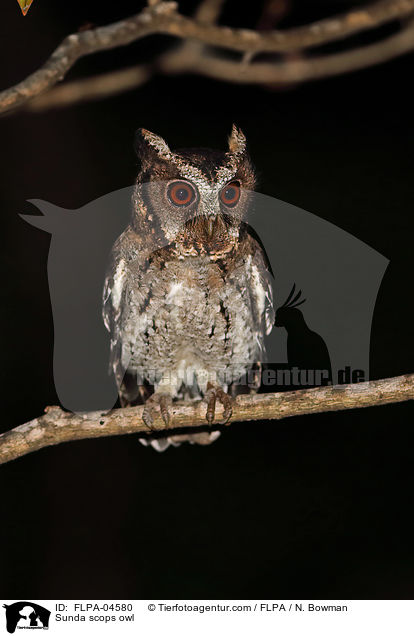 Sunda-Zwergohreule / Sunda scops owl / FLPA-04580