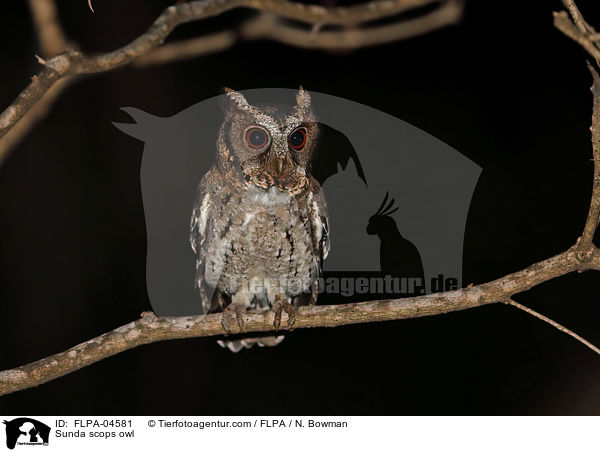 Sunda-Zwergohreule / Sunda scops owl / FLPA-04581