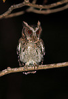 Sunda scops owl