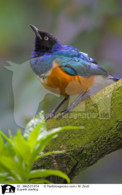 Superb starling / MAZ-01974