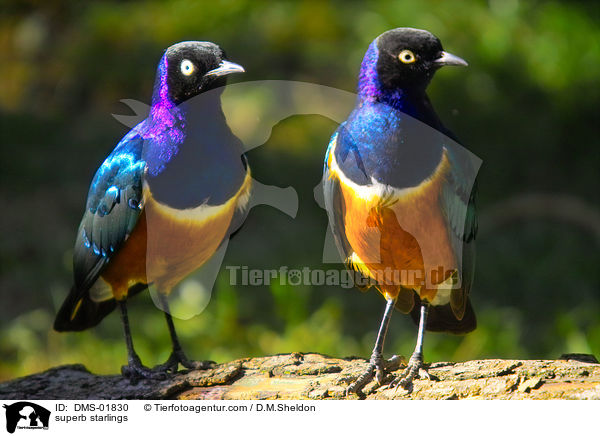 Dreifarben-Glanzstare / superb starlings / DMS-01830
