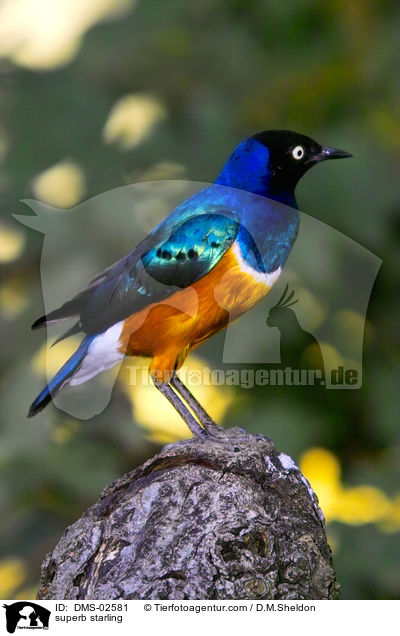 superb starling / DMS-02581