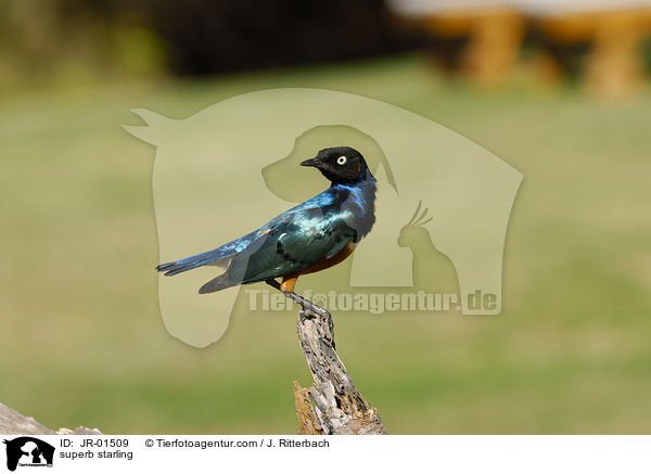 Dreifarbenglanzsta / superb starling / JR-01509