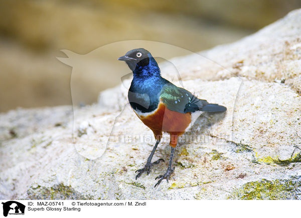 Dreifarbenglanzstar / Superb Glossy Starling / MAZ-05741