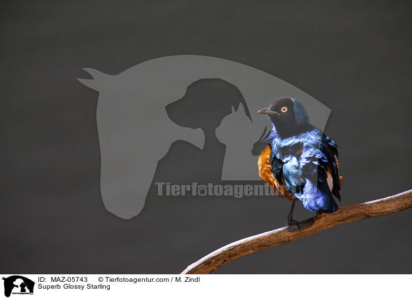 Dreifarbenglanzstar / Superb Glossy Starling / MAZ-05743