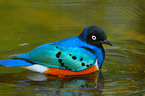 superb starling