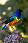 superb starling