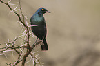 superb starling