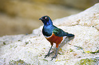 Superb Glossy Starling