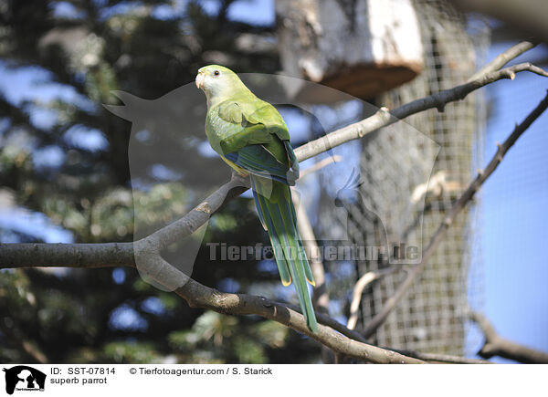 Barrabandsittich / superb parrot / SST-07814