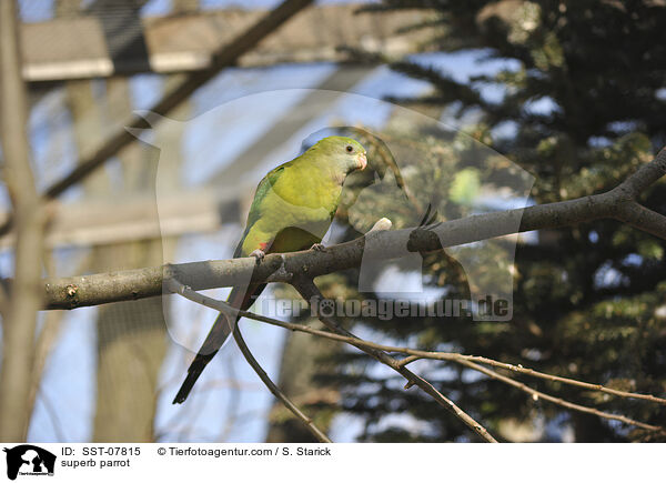 Barrabandsittich / superb parrot / SST-07815