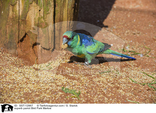 Barrabandsittich Vogelpark Marlow / superb parrot Bird Park Marlow / SST-12867