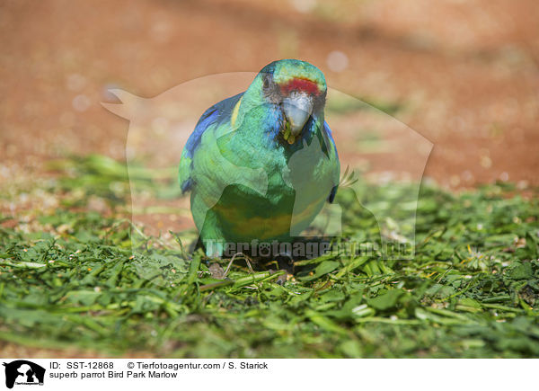 Barrabandsittich Vogelpark Marlow / superb parrot Bird Park Marlow / SST-12868