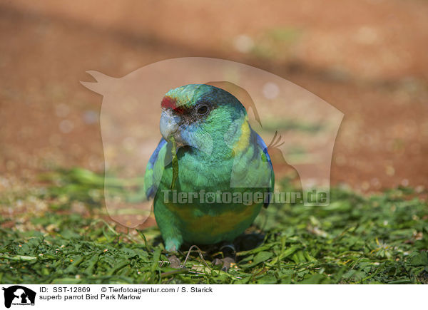 Barrabandsittich Vogelpark Marlow / superb parrot Bird Park Marlow / SST-12869