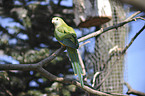 superb parrot