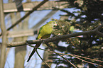 superb parrot