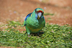 superb parrot Bird Park Marlow