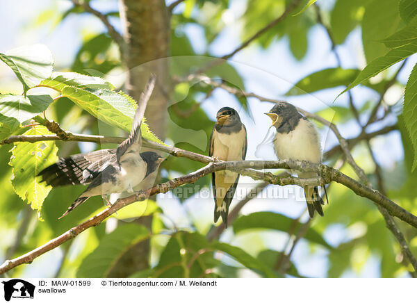 Schwalben / swallows / MAW-01599