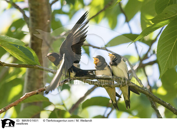 Schwalben / swallows / MAW-01601