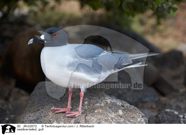 swallow-tailed, gull / JR-02672