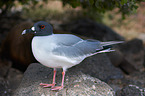 swallow-tailed, gull
