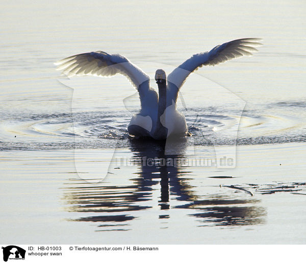 Singschwan / whooper swan / HB-01003