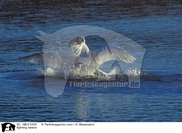 kmpfende Schwne / fighting swans / HB-01005