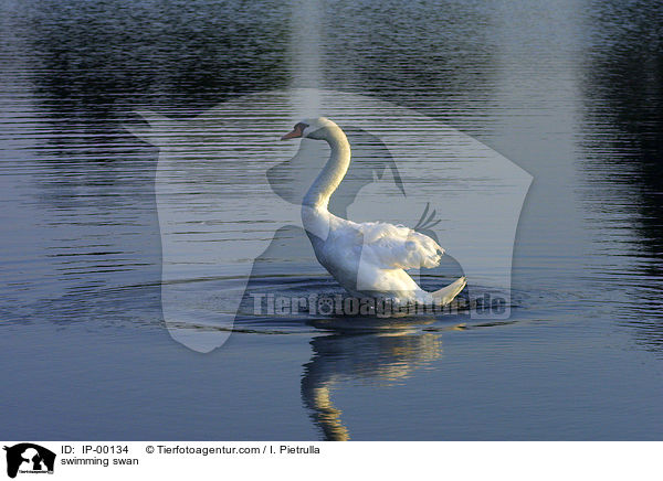 Schwan auf dem Teich / swimming swan / IP-00134