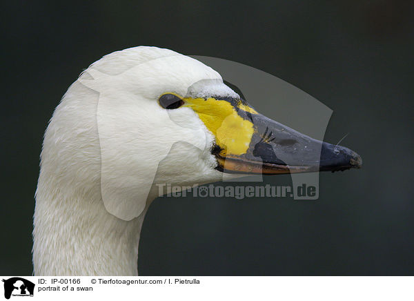portrait of a swan / IP-00166