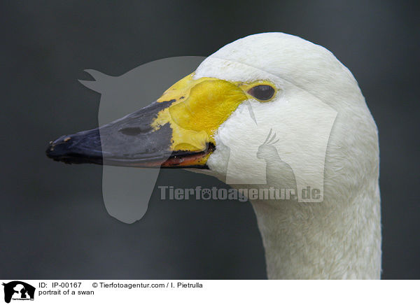 Portrait eines Singschwanes / portrait of a swan / IP-00167