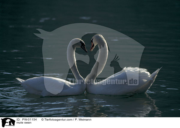 mute swan / PW-01154