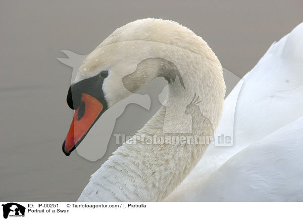 Hckerschwan im Portrait / Portrait of a Swan / IP-00251