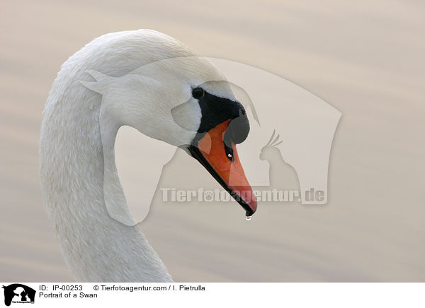 Hckerschwan im Portrait / Portrait of a Swan / IP-00253