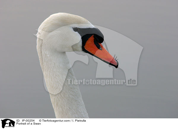 Hckerschwan im Portrait / Portrait of a Swan / IP-00254