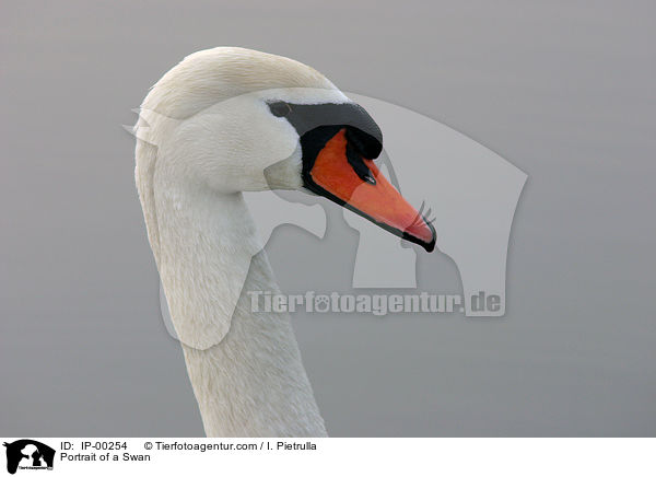 Portrait of a Swan / IP-00254