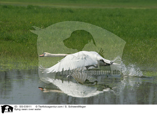 fliegender Schwan ber dem Wasser / flying swan over water / SS-03911