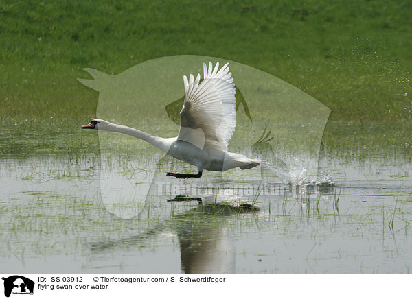 flying swan over water / SS-03912