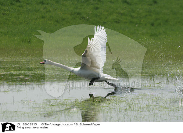 fliegender Schwan ber dem Wasser / flying swan over water / SS-03913