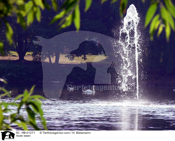 Hckerschwne auf Teich / mute swan / HB-01271