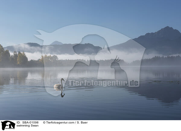 schwimmender Schwan / swimming Swan / SBA-01098