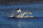 fighting swans