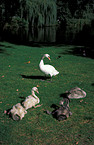 swan family