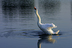 swimming swan