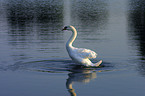 swimming swan