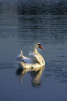 swimming swan