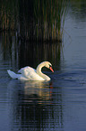 swimming swan