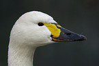 portrait of a swan