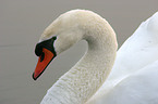 Portrait of a Swan